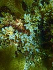 Dictyopteris undulata