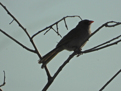 Embernagra platensis