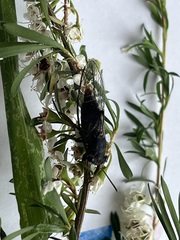 Atrapsalta furcilla
