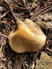 Suillus kaibabensis