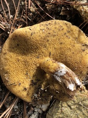 Suillus kaibabensis