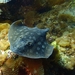 Haller's Round Ray - Photo (c) Stefanie, some rights reserved (CC BY-NC), uploaded by Stefanie