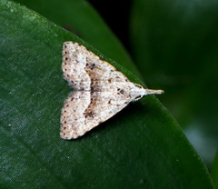 Trigonistis