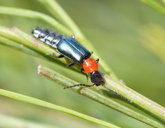 Carphurus cyanopterus