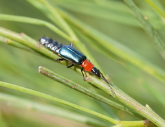 Carphurus cyanopterus