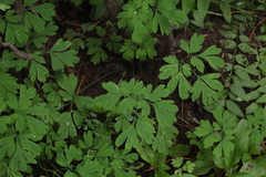 Corydalis capnoides