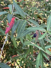 Berberis gagnepainii