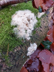Fungi