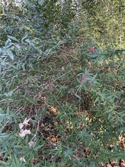 Berberis gagnepainii