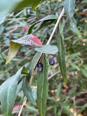 Berberis gagnepainii