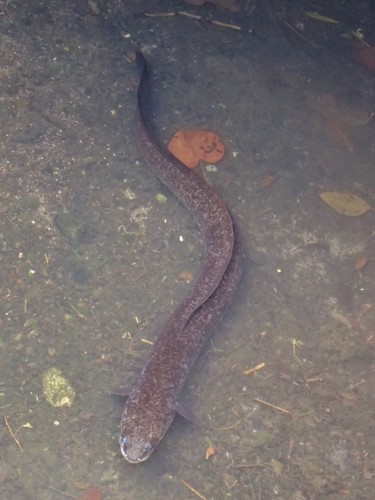 Marbled Eel