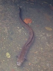 Giant Mottled Eel photo 2
