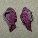 photo of Pink Lace Bryozoan (Iodictyum phoeniceum)