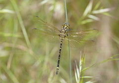 Eusynthemis virgula