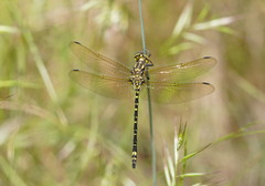 Eusynthemis virgula