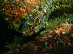 Alloclinus holderi