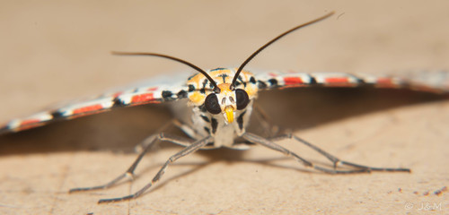 Crimson-speckled Flunkey, Krauseville AH, Pretoria, South Africa, photo 8 of 10