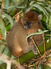 Prolemur simus