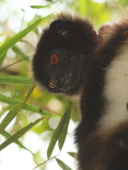 Propithecus edwardsi