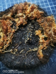 Pyrocoelia lunata