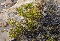 Parastrephia quadrangularis