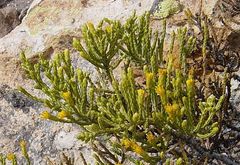 Parastrephia quadrangularis