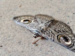 Calliodes pretiosissima