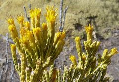 Parastrephia quadrangularis