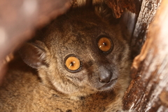 Lepilemur hubbardorum