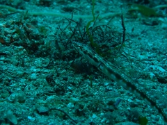 Chaenopsis alepidota