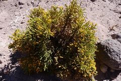 Parastrephia quadrangularis