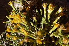 Parastrephia quadrangularis