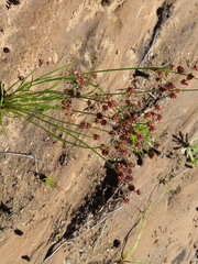 Juncus oxycarpus