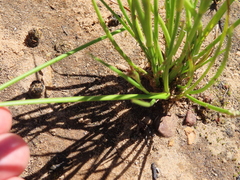 Juncus oxycarpus