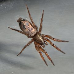 Scotophaeus pretiosus