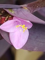 Tradescantia pallida