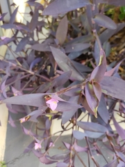 Tradescantia pallida