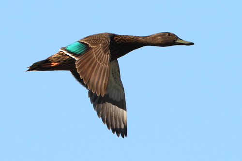 Meller's Duck