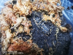 Pyrocoelia lunata