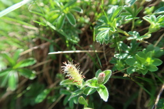 Salix pyrenaica