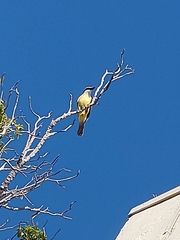 Pitangus sulphuratus