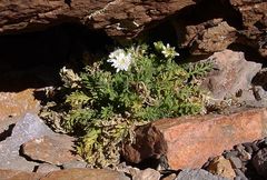 Leucheria daucifolia