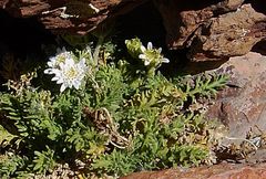 Leucheria daucifolia