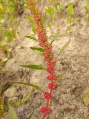 Rumex ucranicus