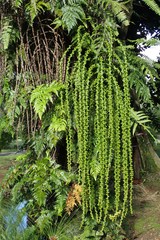 Arenga pinnata