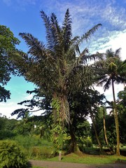 Arenga pinnata