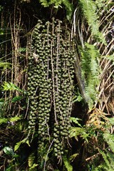 Arenga pinnata