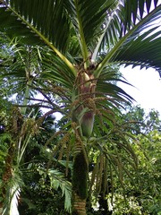 Basselinia tomentosa