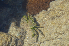 Grapsus fourmanoiri