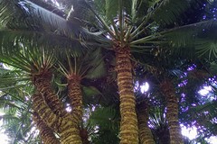 Cycas circinalis